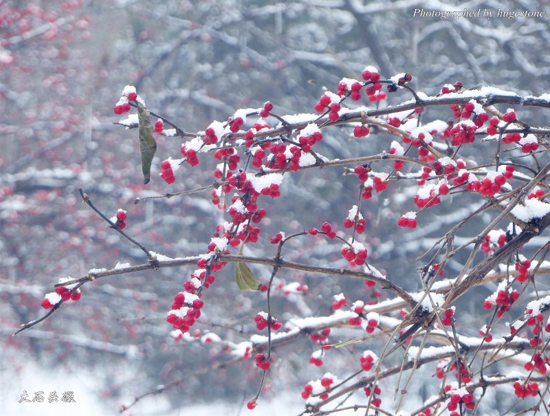 雪里红.jpg